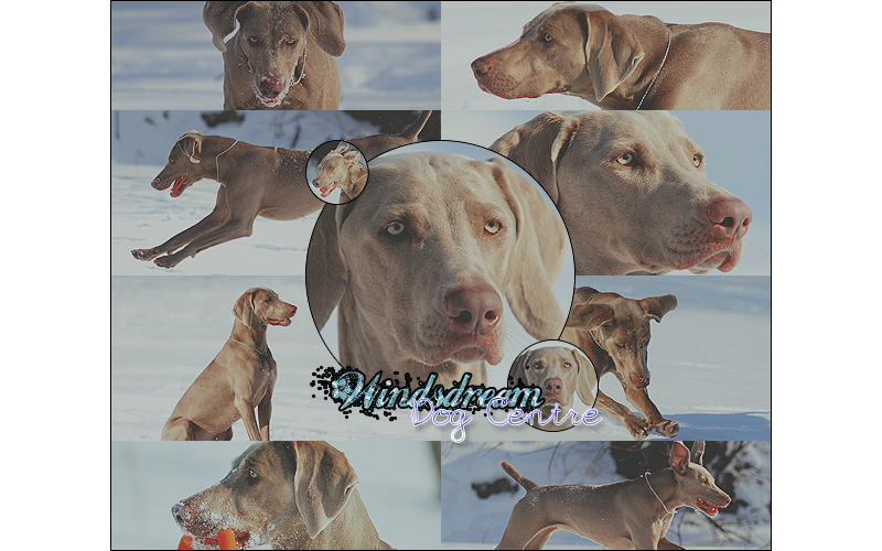Windsdream Dog Centre~Summertime!